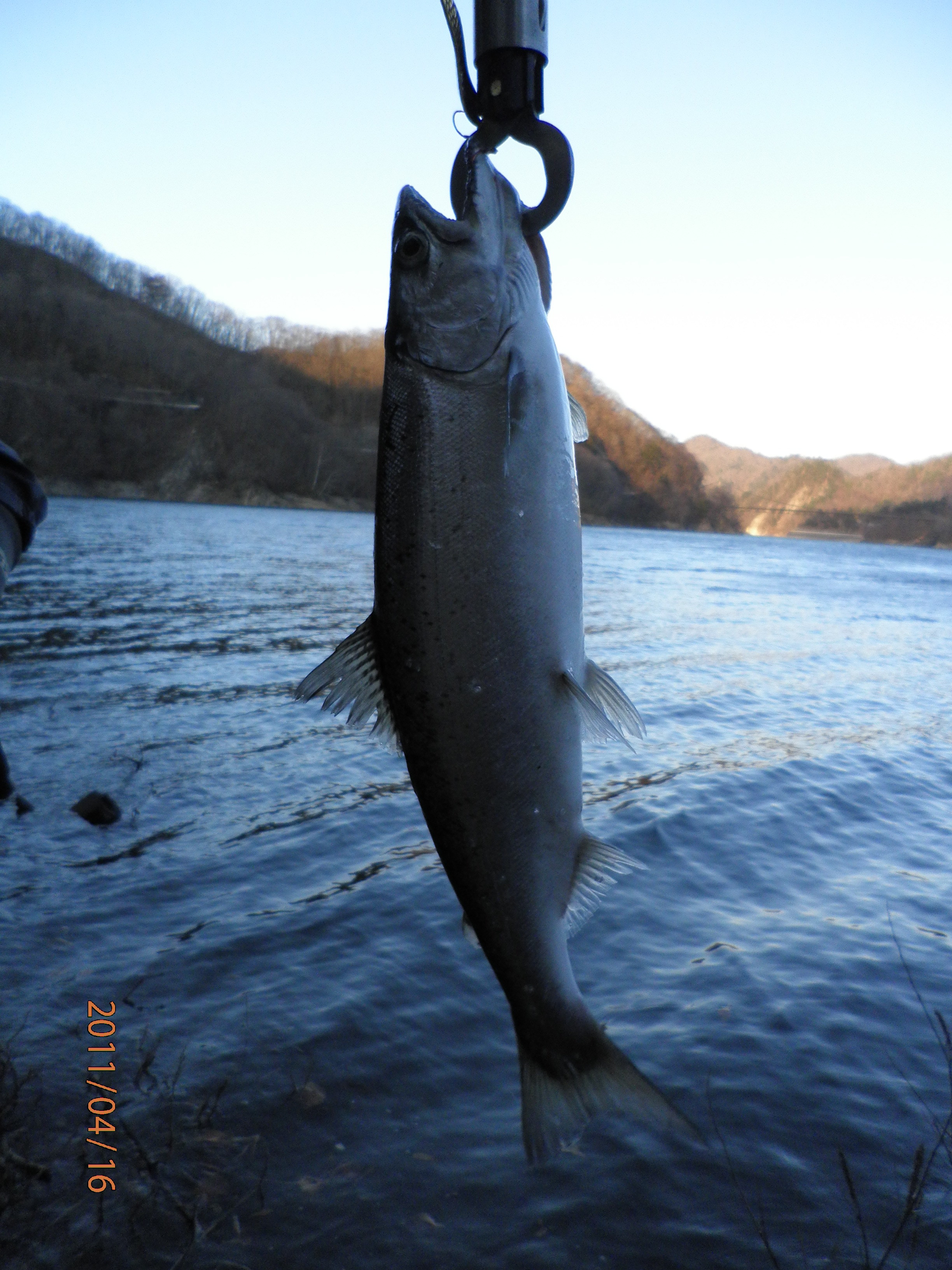 本当に知りたかったバス釣り 川俣湖トラウト釣行