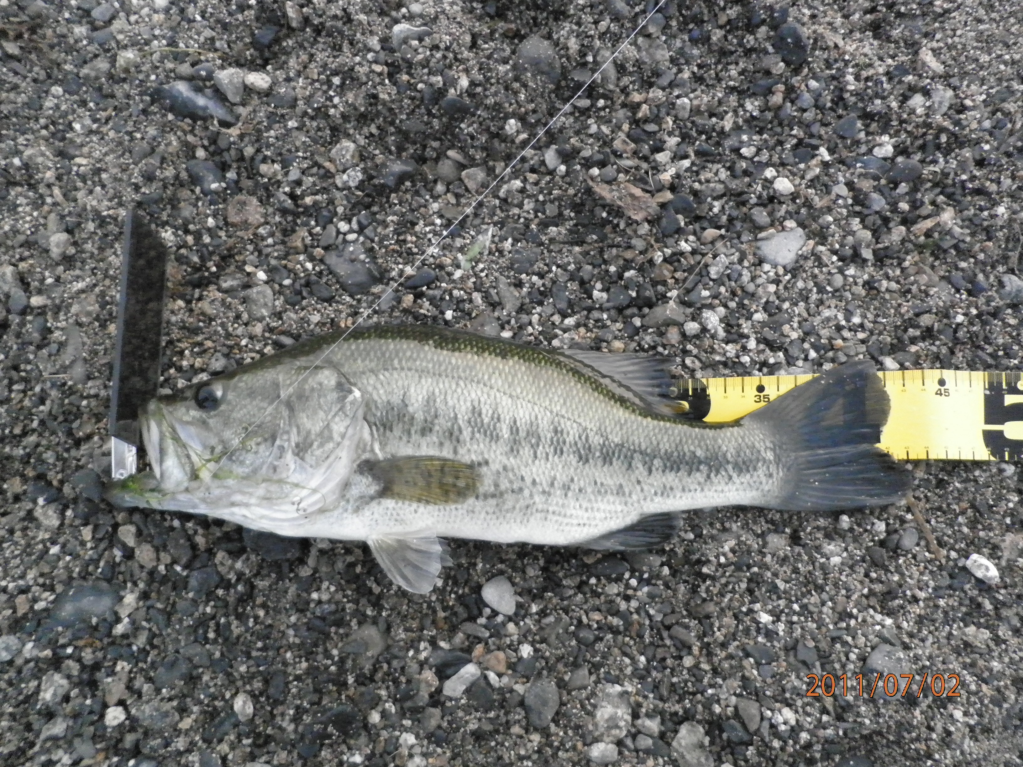 本当に知りたかったバス釣り バス釣り琵琶湖