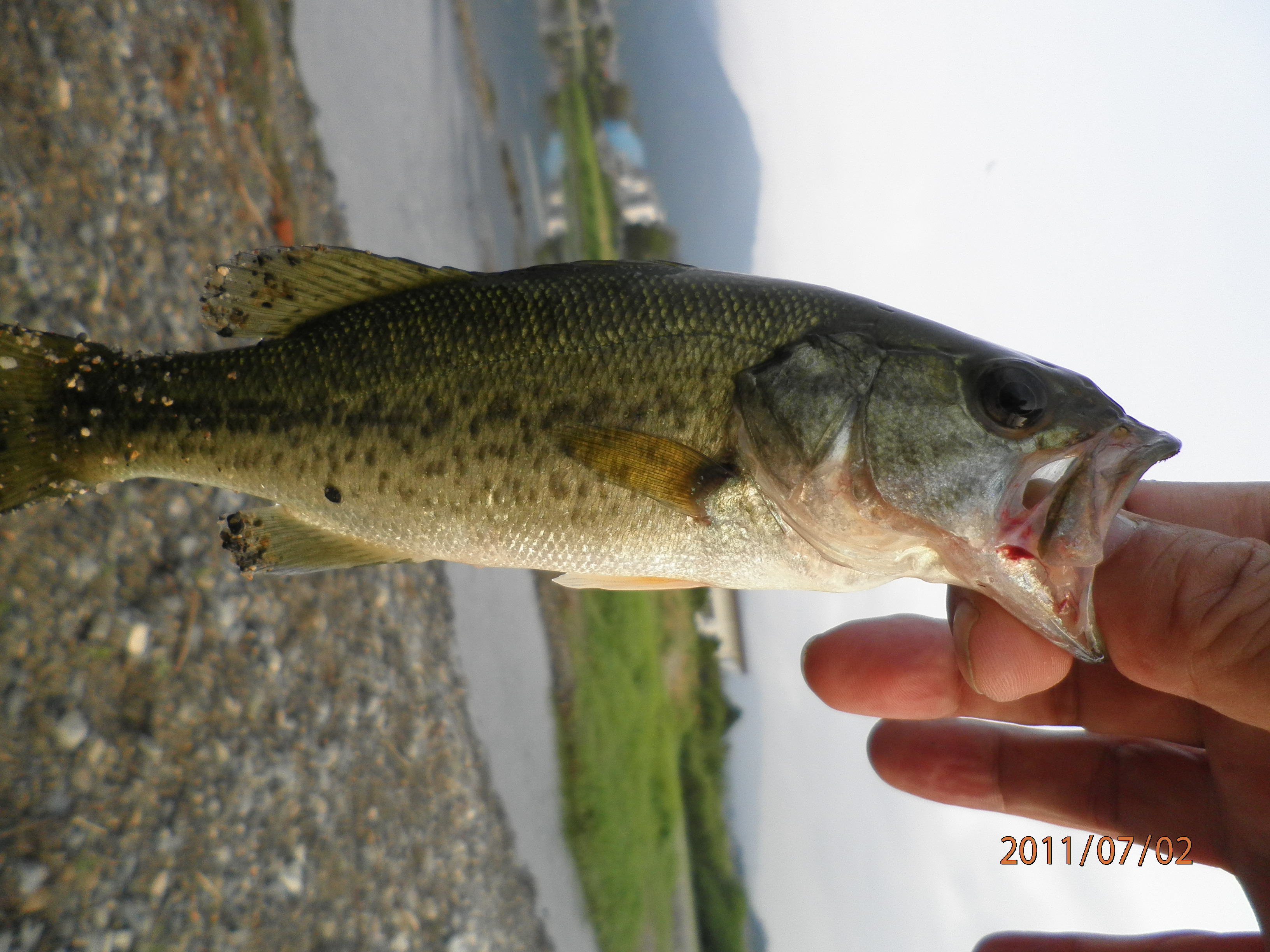 本当に知りたかったバス釣り バス釣り琵琶湖